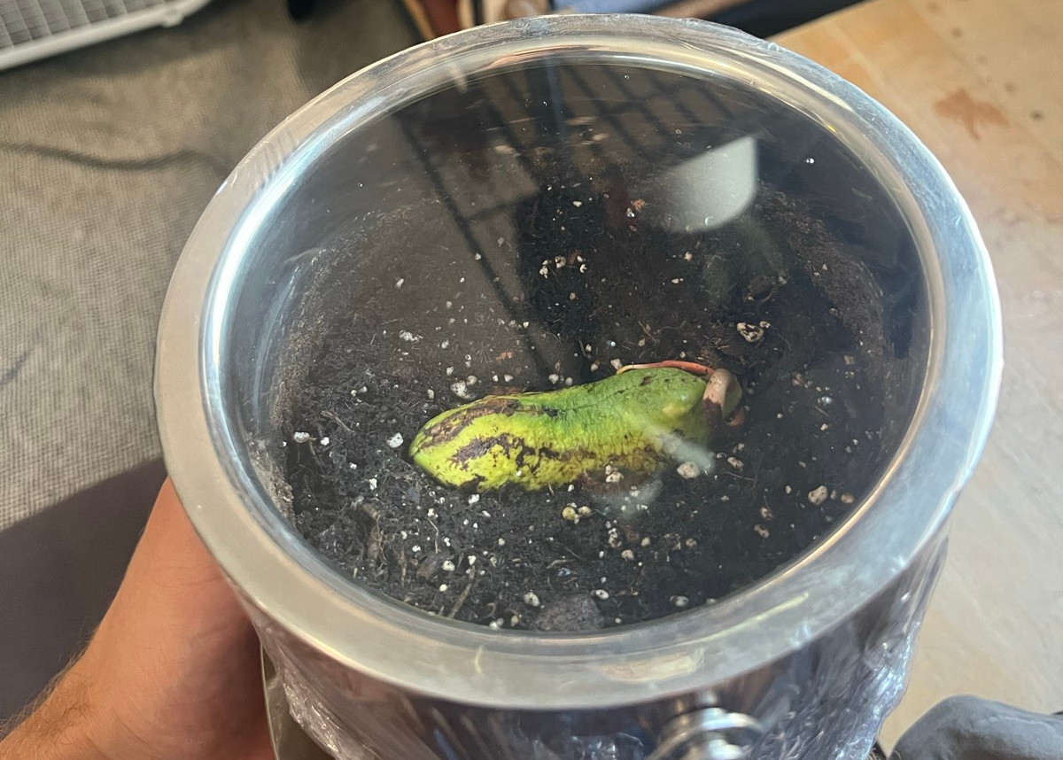 Germinating a walmart mango